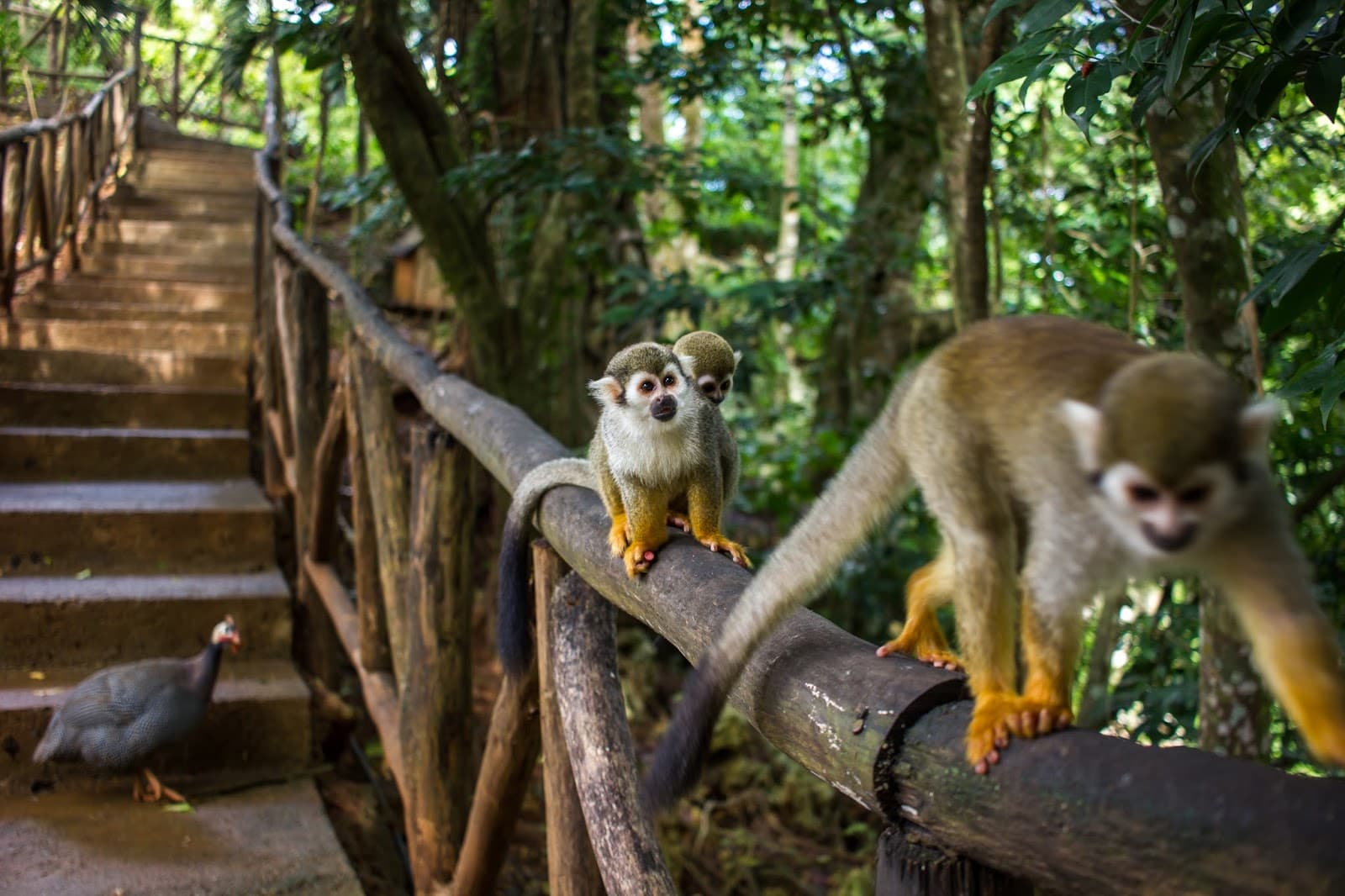 Monkey Jungle