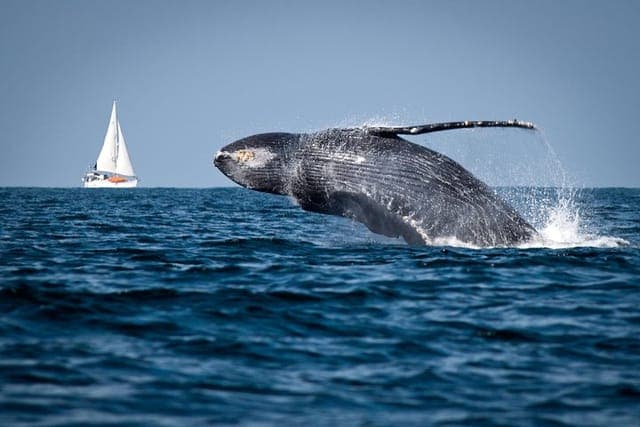Whale Watching with Kim Baddall